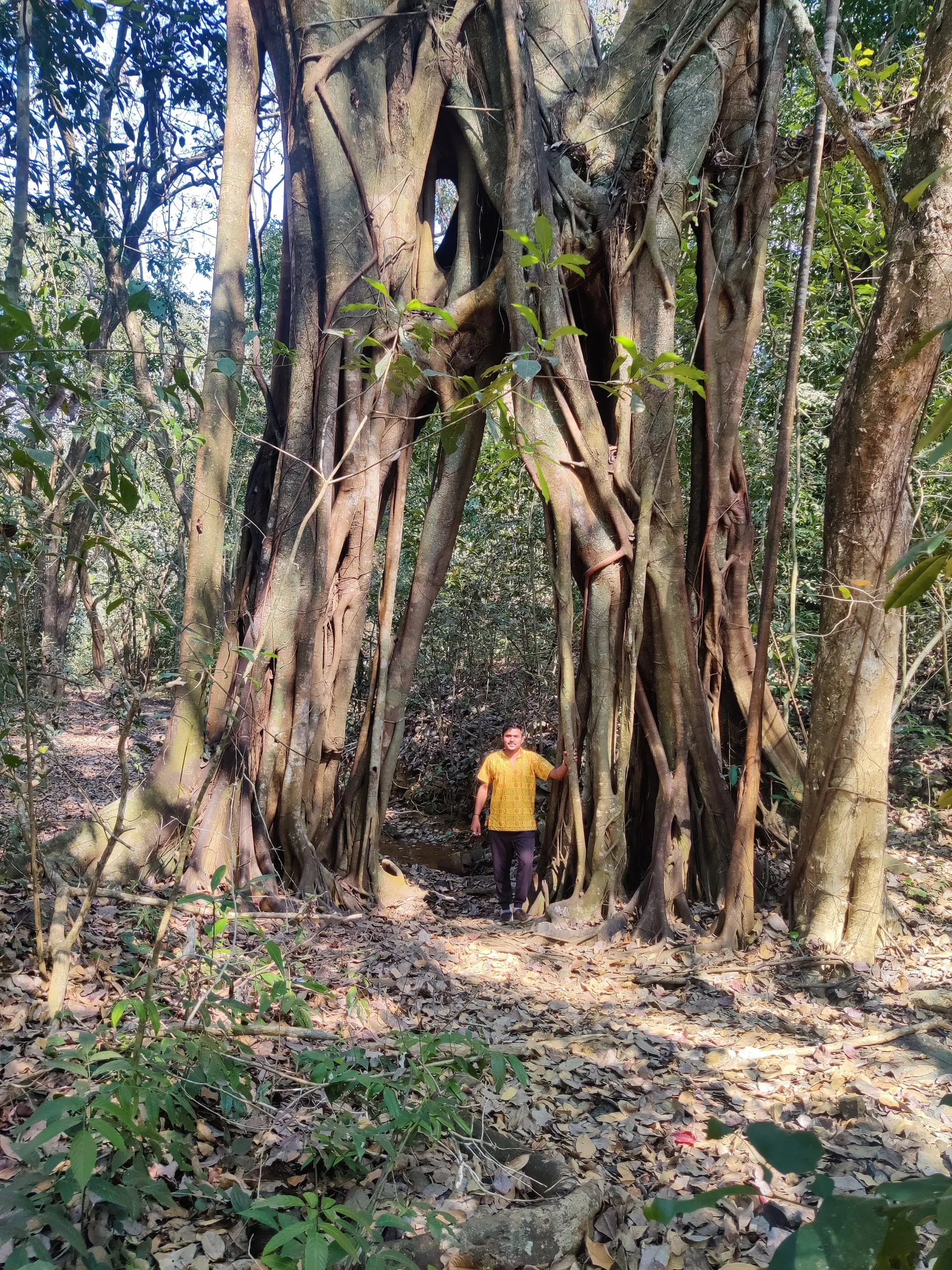 Cotigao Wildlife Sanctuary: Goa's Untamed Jungle Escape