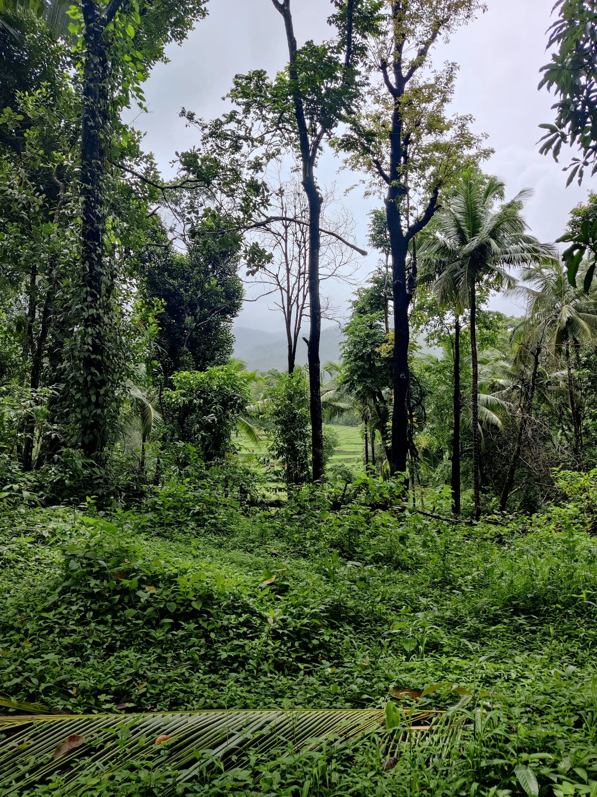 Cotigao Wildlife Sanctuary: Goa's Untamed Jungle Escape