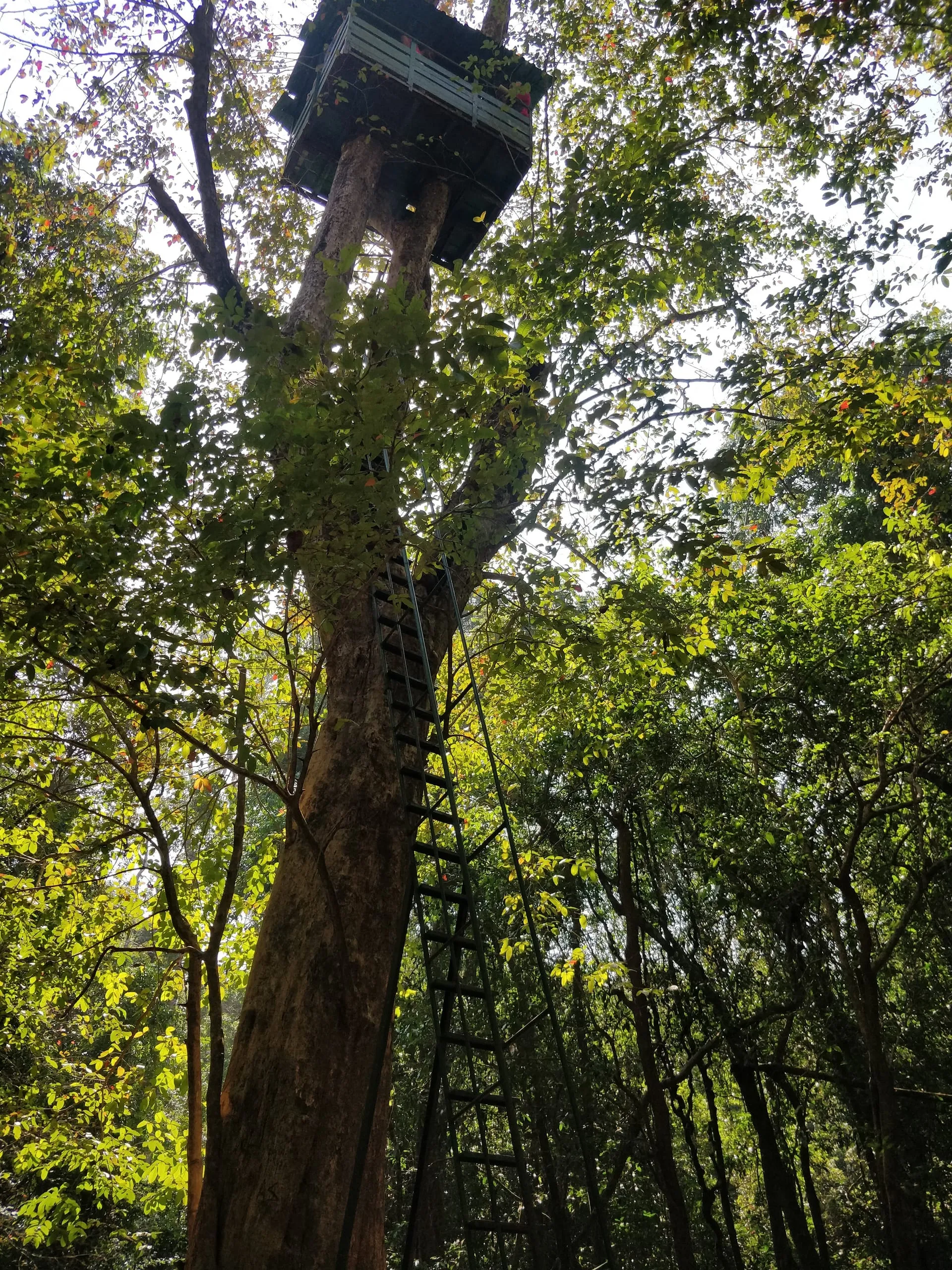 Cotigao Wildlife Sanctuary: Goa's Untamed Jungle Escape